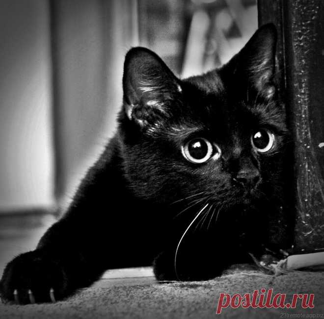 ...А кошка у ног неизвестной породы... Учила её чувству гордой свободы...
Учила гулять по обшарпанной крыше...Учила, что люди почти что как мыши...
И если любить, то не жалких, не слабых....И если уж падать, то только на лапы..