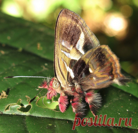 риодинида с ногами паука-птицееда и крэйзи-взглядом - Anteros renaldus, из Эквадора (photo - Karen Nichols).