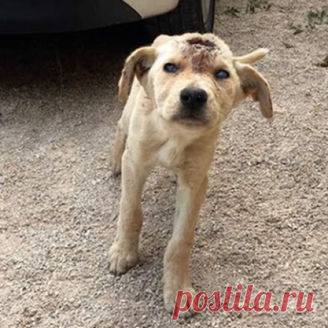 Ей стреляли в голову, но она продолжала бороться за свою жизнь На обочине дороги неподалеку от Бейрута, Ливан, Амаль Андари решила напоить бездомную собаку. Девушка вышла из машины и тут же поняла, что животному требуется более серьезная помощь.