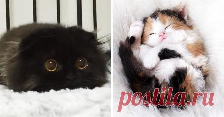 20 самых милых котят, на которых приятно посмотреть • Фактрум