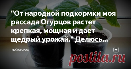 "От народной подкормки моя рассада Огурцов растет крепкая, мощная и дает щедрый урожай." Делюсь рецептом. Здравствуйте уважаемые подписчики и гости канала.Сегодняшняя статья про рассаду огурцов, как ее вырастить крепкой, чем подкормить что бы собрать большой урожай огурцов.А как всем известно рассада любит подкормки.
Хотя сейчас продают в магазинах свежие, можно конечно не мучиться и, купить в магазине.Но согласитесь как приятно вырастить самой, и есть свои зеленые хрустящие огурчики не