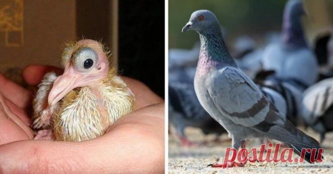 15 детёнышей животных, которые не похожи на своих родителей