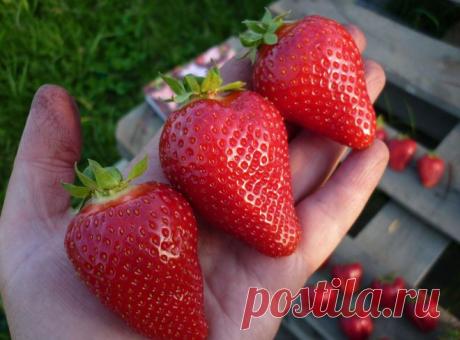 PARK ROSE. Питомник растений. Саженцы для дачи