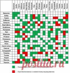 Растения спутники, полезное соседство овощей - Садоводка