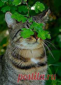 Pinterest Кот