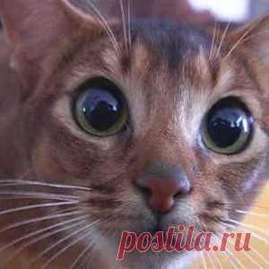 Эффективное средство от меток котов - МирТесен