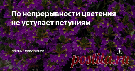 По непрерывности цветения не уступает петуниям Главный козырь этого растения - обильное и продолжительное цветение. Необычные цветки как облако покрывают собой весь кустик. Это нарядное растение можно отнести к несправедливо недооцененным однолетним цветам. Совсем неприхотливое в выращивании и уходе растение, которое одинаково красиво смотрится и на клумбе, и как украшение балконов. Сцевола - по непрерывности цветения не уступает лобелиям, и даже петуниям.  Если вы хоть ра...