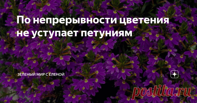 По непрерывности цветения не уступает петуниям Главный козырь этого растения - обильное и продолжительное цветение. Необычные цветки как облако покрывают собой весь кустик. Это нарядное растение можно отнести к несправедливо недооцененным однолетним цветам. Совсем неприхотливое в выращивании и уходе растение, которое одинаково красиво смотрится и на клумбе, и как украшение балконов. Сцевола - по непрерывности цветения не уступает лобелиям, и даже петуниям.  Если вы хоть ра...