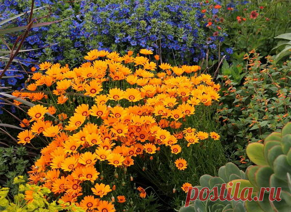 Неубиваемые цветы для сада, не требующие вашего внимания — 4 часть | Что посадить? | Яндекс Дзен