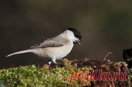 Болотная синица (Poecile palustris) - Фотогалерея природы: синицы и поползни - Focus Nature Nature Photography