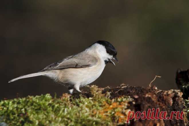 Болотная синица (Poecile palustris) - Фотогалерея природы: синицы и поползни - Focus Nature Nature Photography
