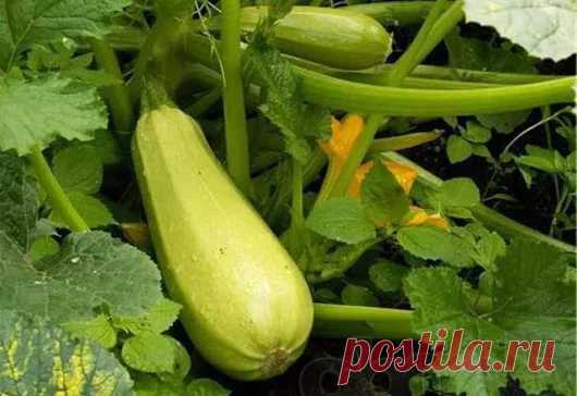 Лариса Решетникова - Google+