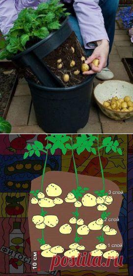 Как вырастить картошку в мешке