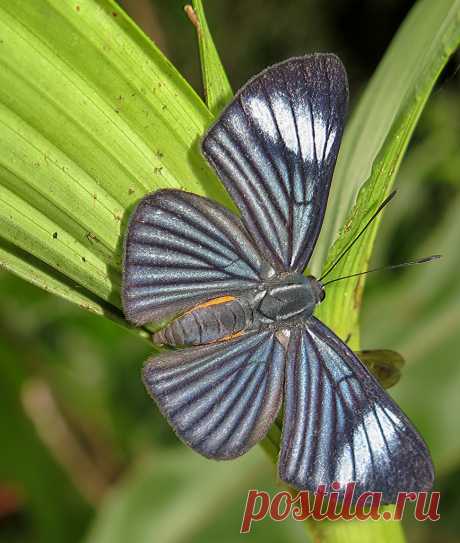 Brachyglenis esthema