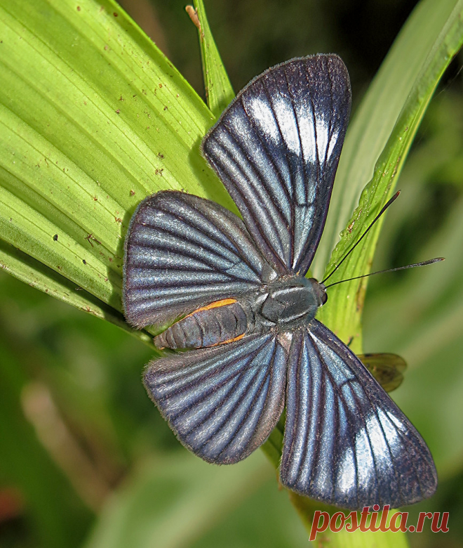 Brachyglenis esthema