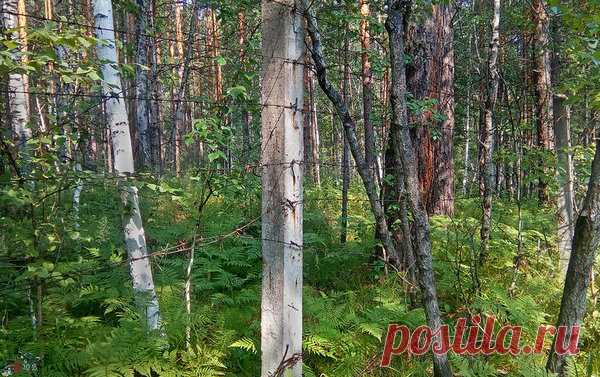 Заброшенное большое глушение Восточной Сибири | Дальневосточный дестрой | Яндекс Дзен