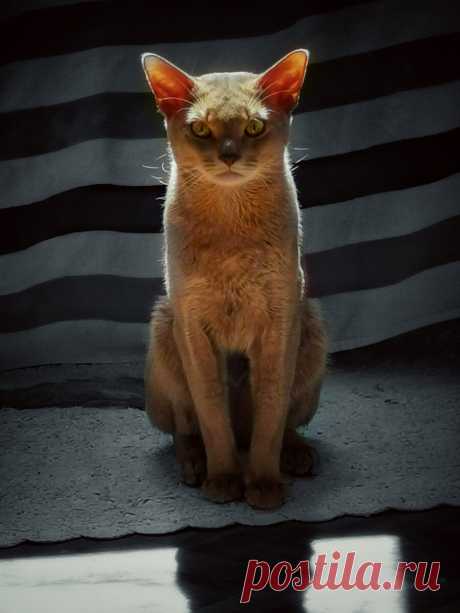 Уже несколько лет я фоткаю смешные и необычные выражения морды моего кота и его весёлые позы. Вы точно улыбнетесь | Блог мобильного фотографа | Яндекс Дзен