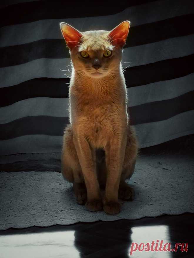 Уже несколько лет я фоткаю смешные и необычные выражения морды моего кота и его весёлые позы. Вы точно улыбнетесь | Блог мобильного фотографа | Яндекс Дзен