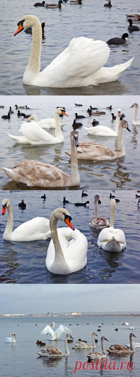 Лебеди в Анапской бухте