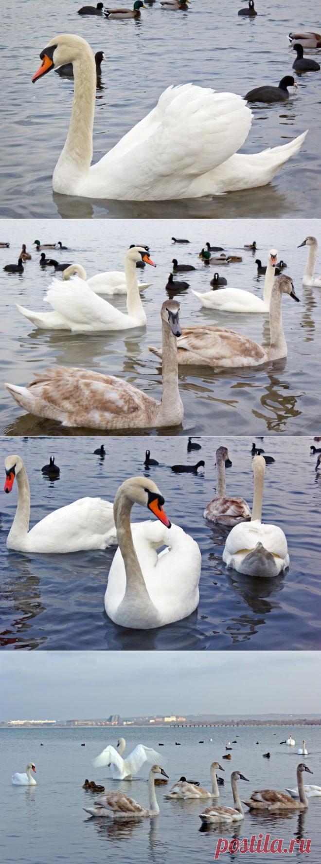 Лебеди в Анапской бухте