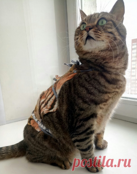 Макс на лечении