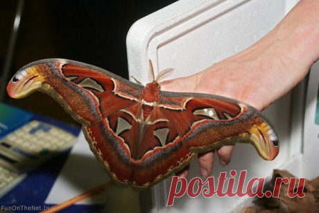 князь тьмы раз.кр.32см