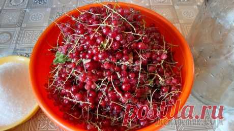 Вино из красной смородины