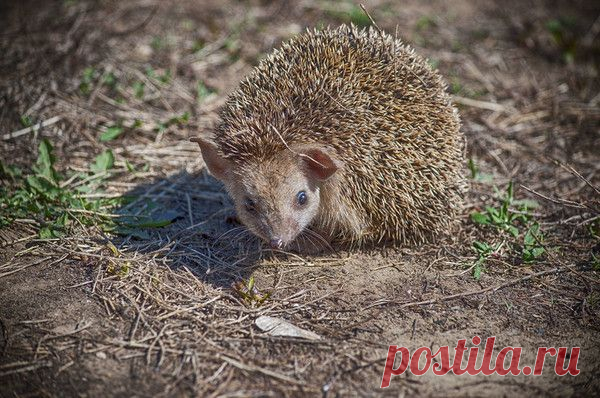Колючая голова - Фотография как искусство. - Группы Мой Мир