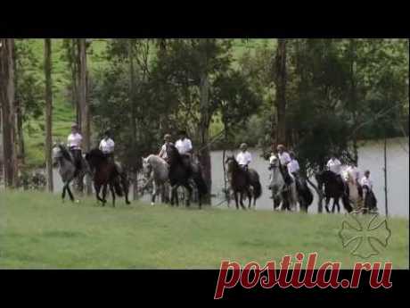 Cavalo Lusitano, um dos mais belos do mundo | ncultura