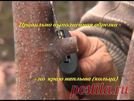 Весенняя обрезка деревьев, кустарников и цветов - подборка видео / обрезка / 7dach.ru