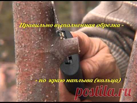 Весенняя обрезка деревьев, кустарников и цветов - подборка видео / обрезка / 7dach.ru