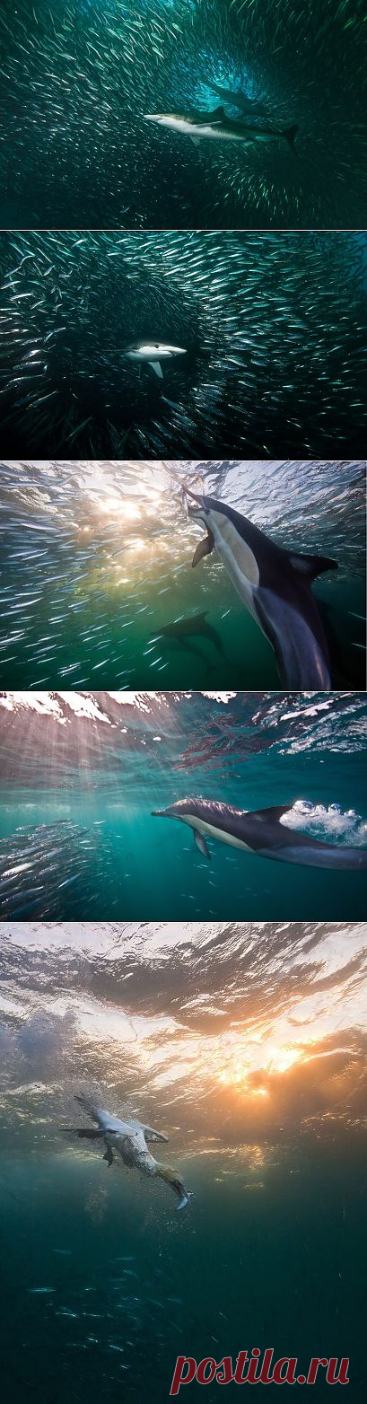 &raquo; Миграция сардин в Южной Африке Это интересно!