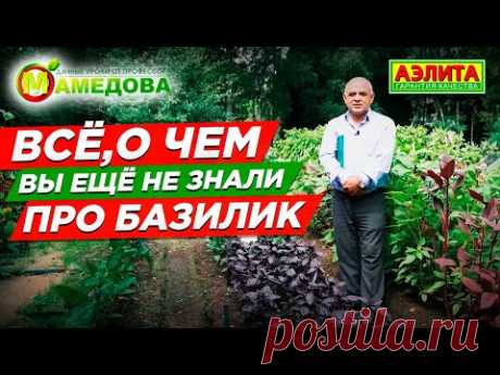 Базилик Овощной: с огорода на стол. Всё про ВЫРАЩИВАНИЕ БАЗИЛИКА
