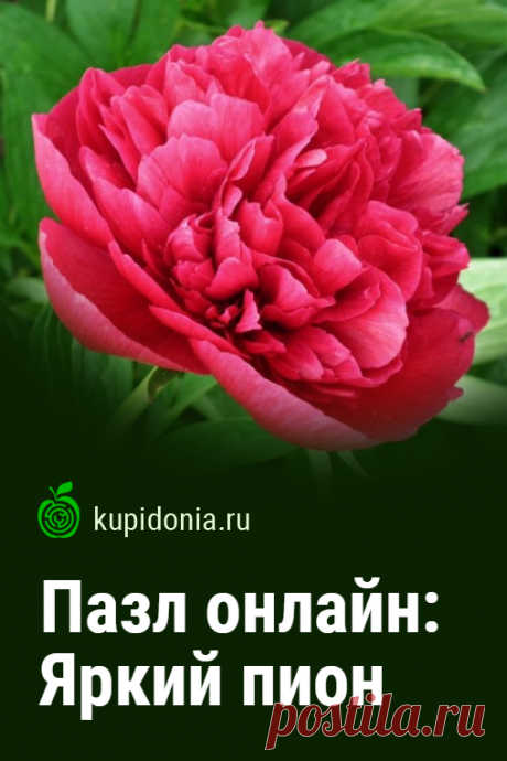 Пазл онлайн: Яркий пион. Красивый пазл онлайн из серии «Цветы и растения». Собирайте пазлы на сайте! Это отличная тренировка для мозга.