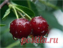 Вишня без косточек. Такое возможно? - Садоводка