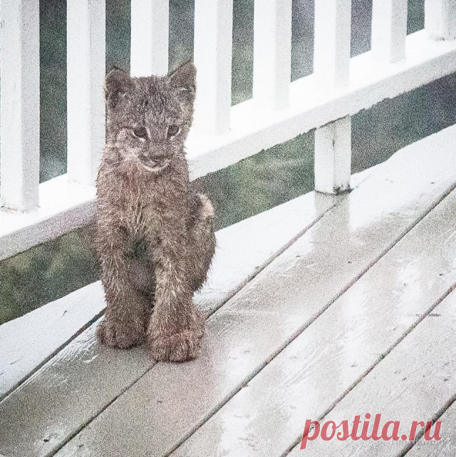 К жителю Аляски «пришел в гости» целый выводок рысей