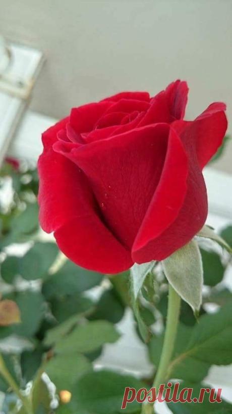 (2) Pinterest