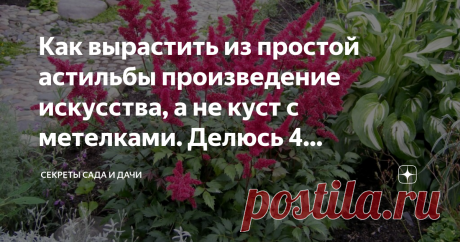 Как вырастить из простой астильбы произведение искусства, а не куст с метелками. Делюсь 4 простыми секретами ухода Украсит любую дачу. Достаточно следовать 4 простым, но эффективным советам.