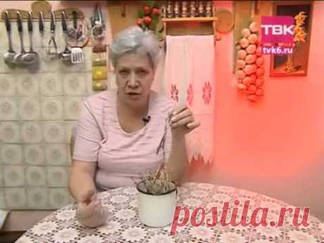 Советы тети Тани. Черенкование смородины