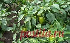 Перец – особенности ухода, посадки и выращивания. Сохраните любой пост с сайта 7dach.ru в Постиле и выиграйте призы от интернет-магазина Клуб Красоты. Чем больше постов - тем выше шансы. Розыгрыш состоится в понедельник, 30 января. В акции участвуют все посты, которые содержат этот текст или фото призов!