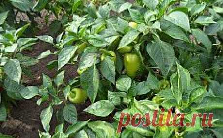 Перец – особенности ухода, посадки и выращивания. Сохраните любой пост с сайта 7dach.ru в Постиле и выиграйте призы от интернет-магазина Клуб Красоты. Чем больше постов - тем выше шансы. Розыгрыш состоится в понедельник, 30 января. В акции участвуют все посты, которые содержат этот текст или фото призов!