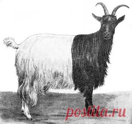 Глава III. Породы коз.