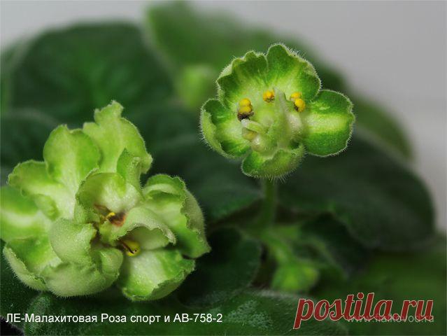 Работаем над зеленой фиалкой. Первые результаты...