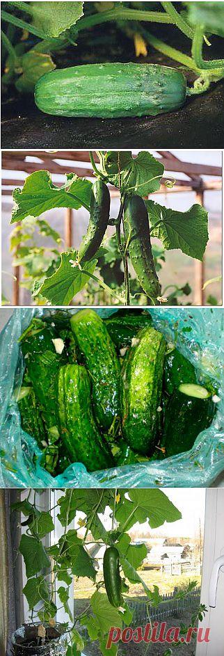 Тайны выращивания огурцов.