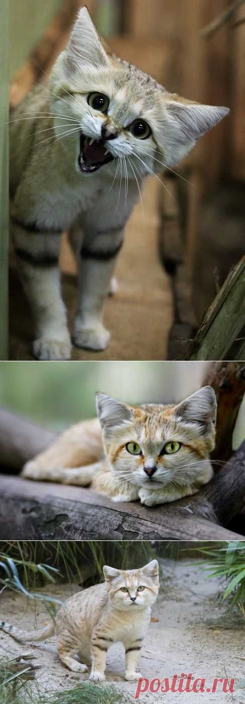 Барханный кот - дикая кошка необычайной красоты