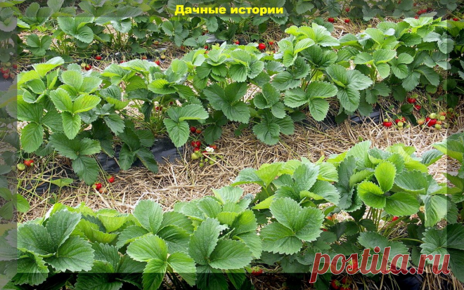 Тонкости подкормки и обработки летней клубники в апреле-мае: памятка начинающему дачнику | Дачные истории | Дзен