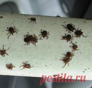 Используй этот хитрый трюк, чтобы не стать жертвой клещей - МирТесен