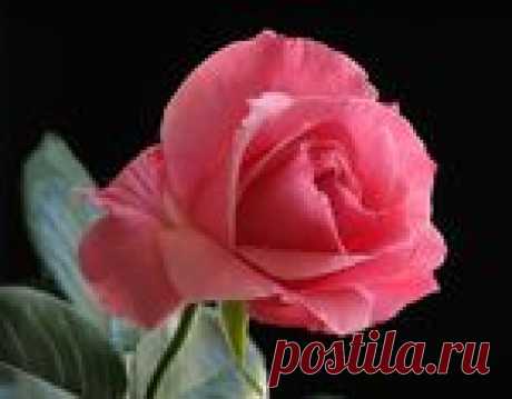 Мне хочется Вам подарить цветы... ~ Картины художника Эллери Гутьеррес (Ellery Gutierrez)