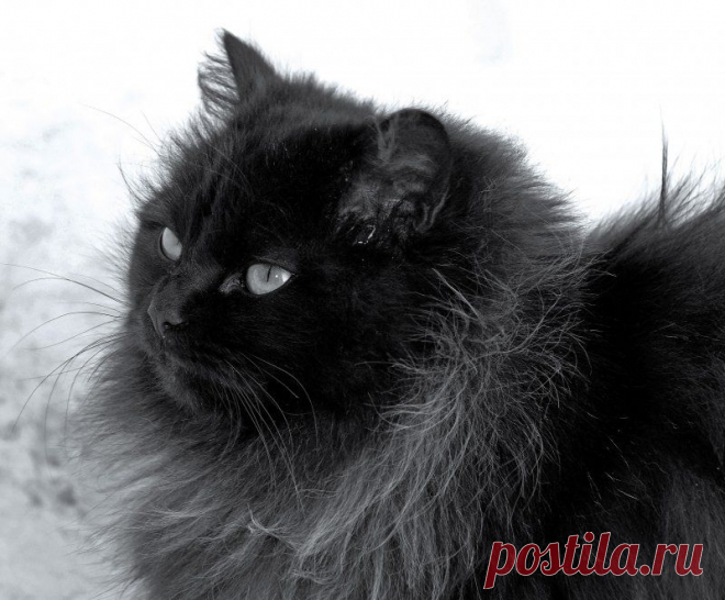 кот / Поиск по тегам / CATFOTO.COM фотографии кошек и котят, дикие кошки, блоги любителей кошек