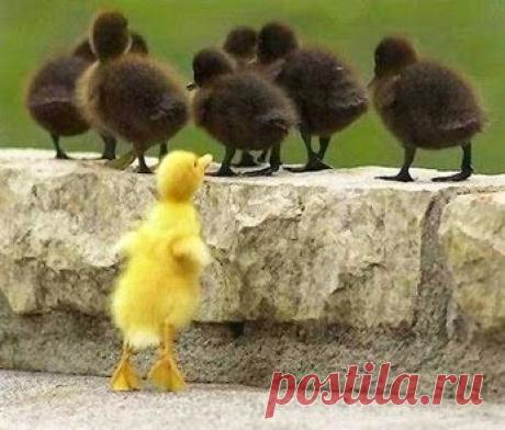 Google+